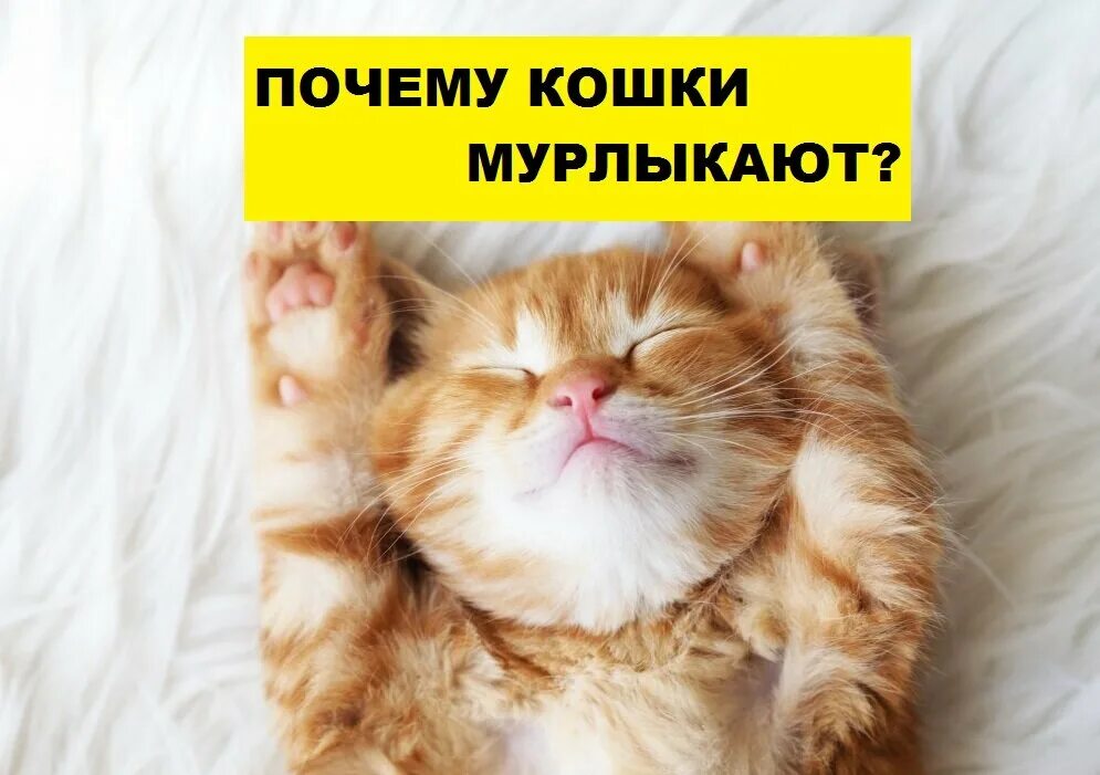 Почему котята мурчат. Кошка мурлычет. Мурчание кошки. Как котики мурлыкают. Кошечка мурлыкает.