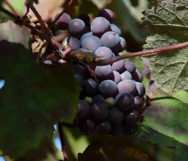 Vitis vinifera