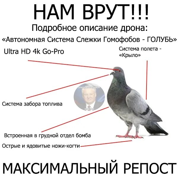 Вес голубя. Птиц не существует. сколько весит голубь.