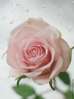 Master rose