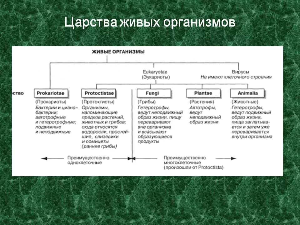 Признаки основных классов животных