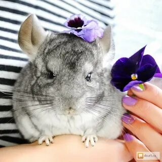 День шиншиллы
