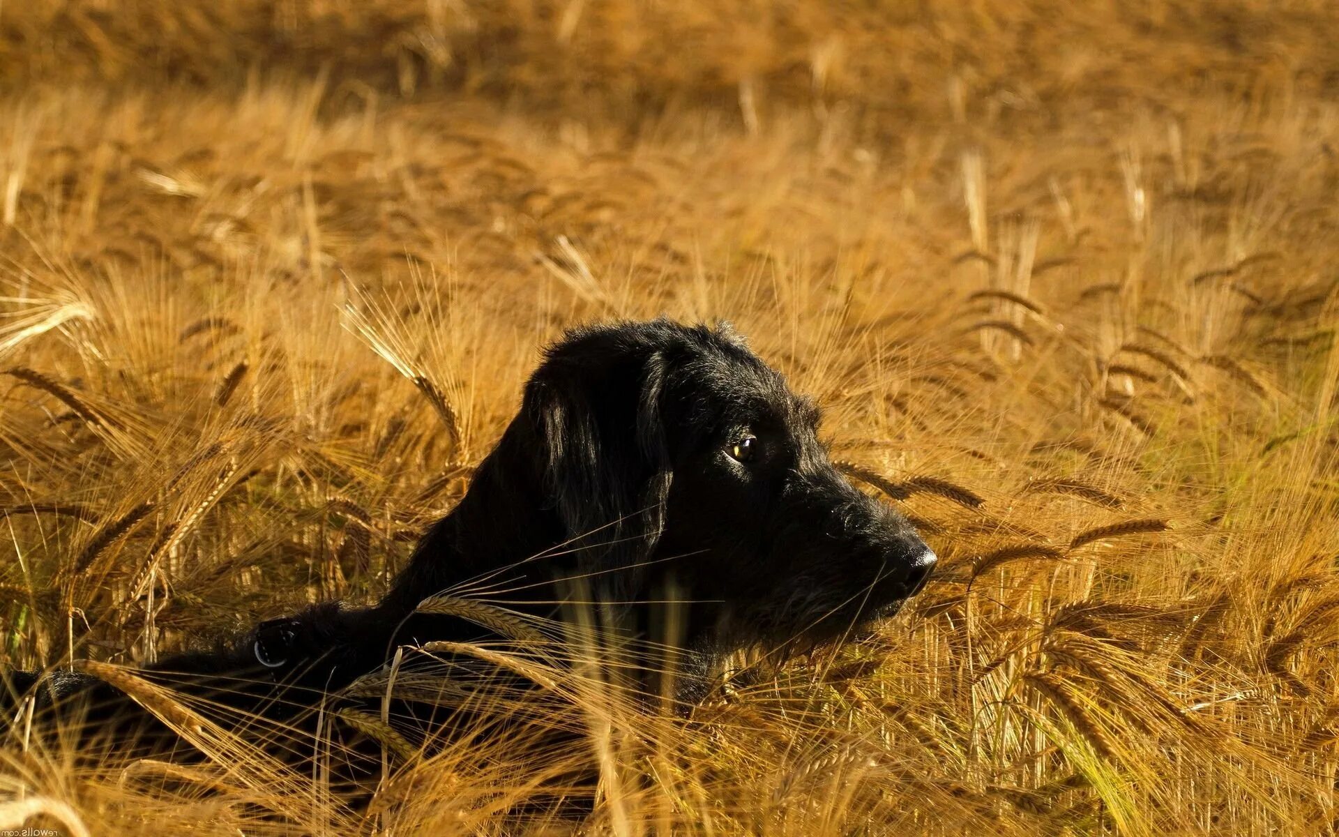 Собака гроза. Собака в поле. Собака на траве. Охотничьи собаки на природе. Черная собака на траве.