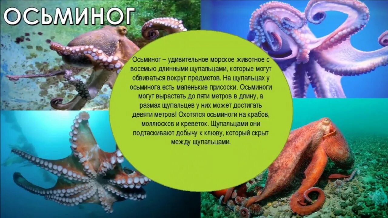 Презентация на тему осьминоги. Интересные факты о осьминогах. Осьминог интересные факты. Сообщение о осьминоге. Осьминог интересные факты.