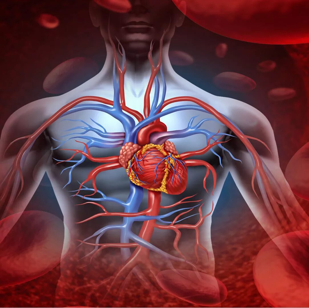 Заболевания сердечной системы. Сосуды сердца. Сердечно сосудистая система. Заболевания органов кровообращения. Сердечно сосудистая система сердце сосуды.