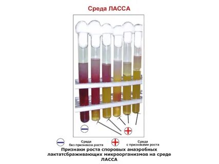 Без среда