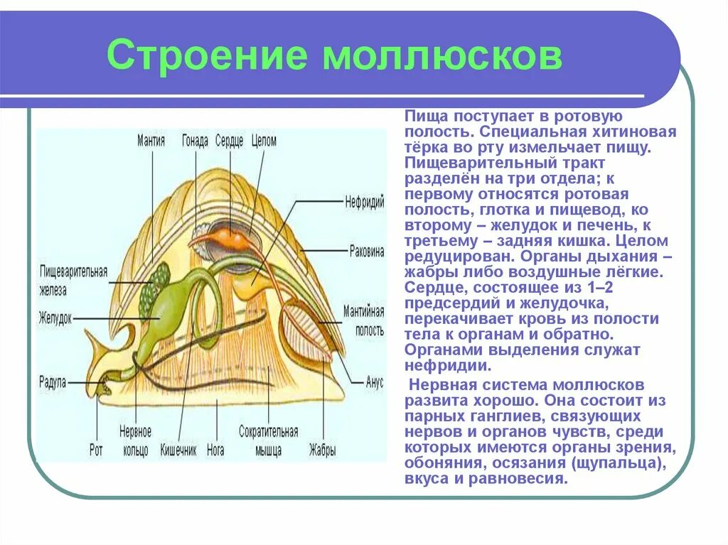 Органы размножения открываются в мантийную полость. Строение ротовой полости моллюсков. Строение тела моллюсков. Строение моллюска. Строение мидии.
