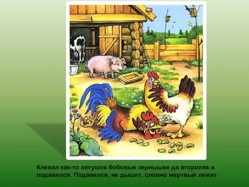 Презентация бобовое зернышко. Петушок подавился бобовым зернышком сказка. петушок и бобовое зернышко презентация. петушок клюет зернышки. герои сказки петушок и бобовое зернышко.