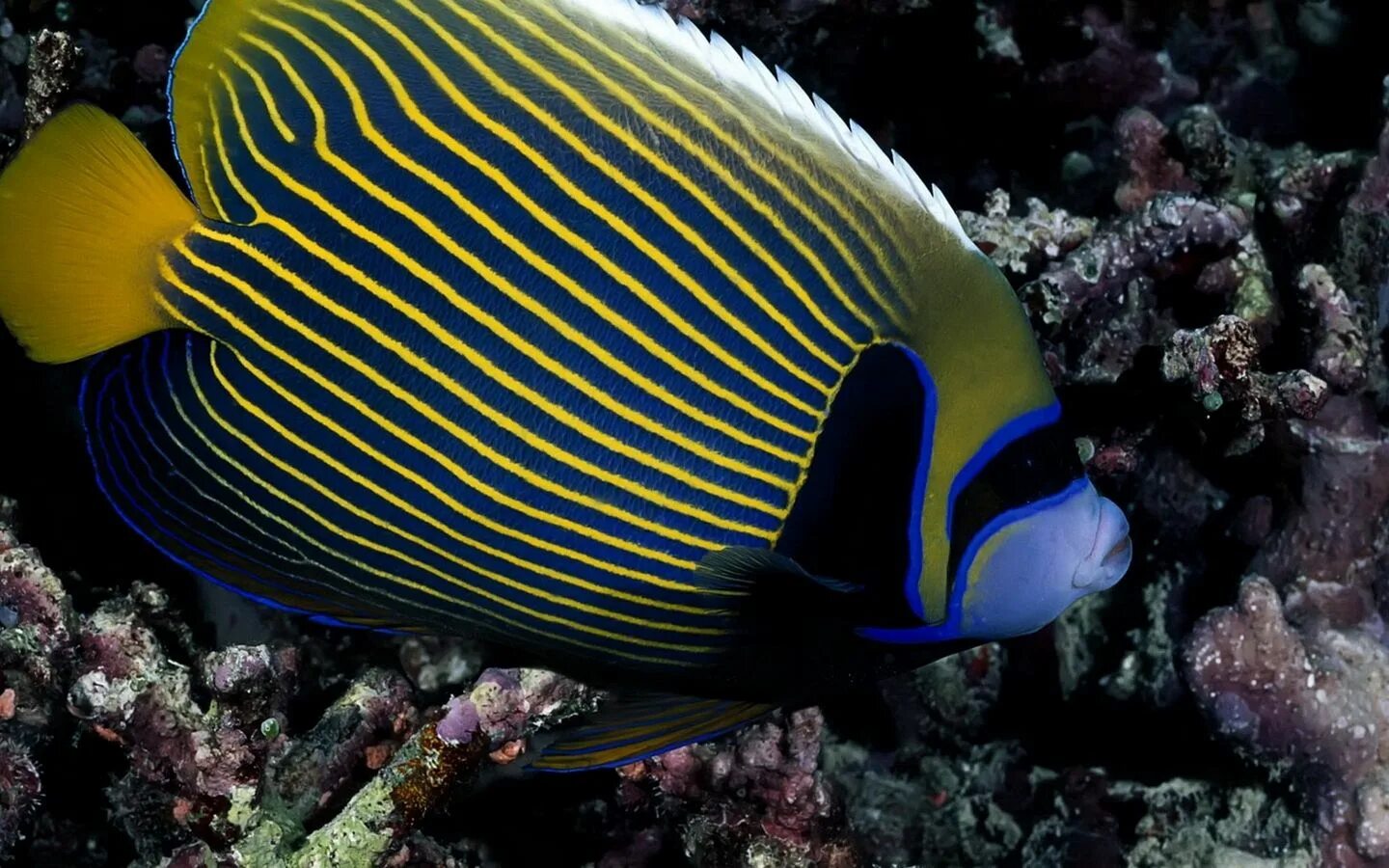 Красное море рыбки полосатики. Pomacanthus Imperator. Королевский спинорог желтый. Acanthurus lineatus.