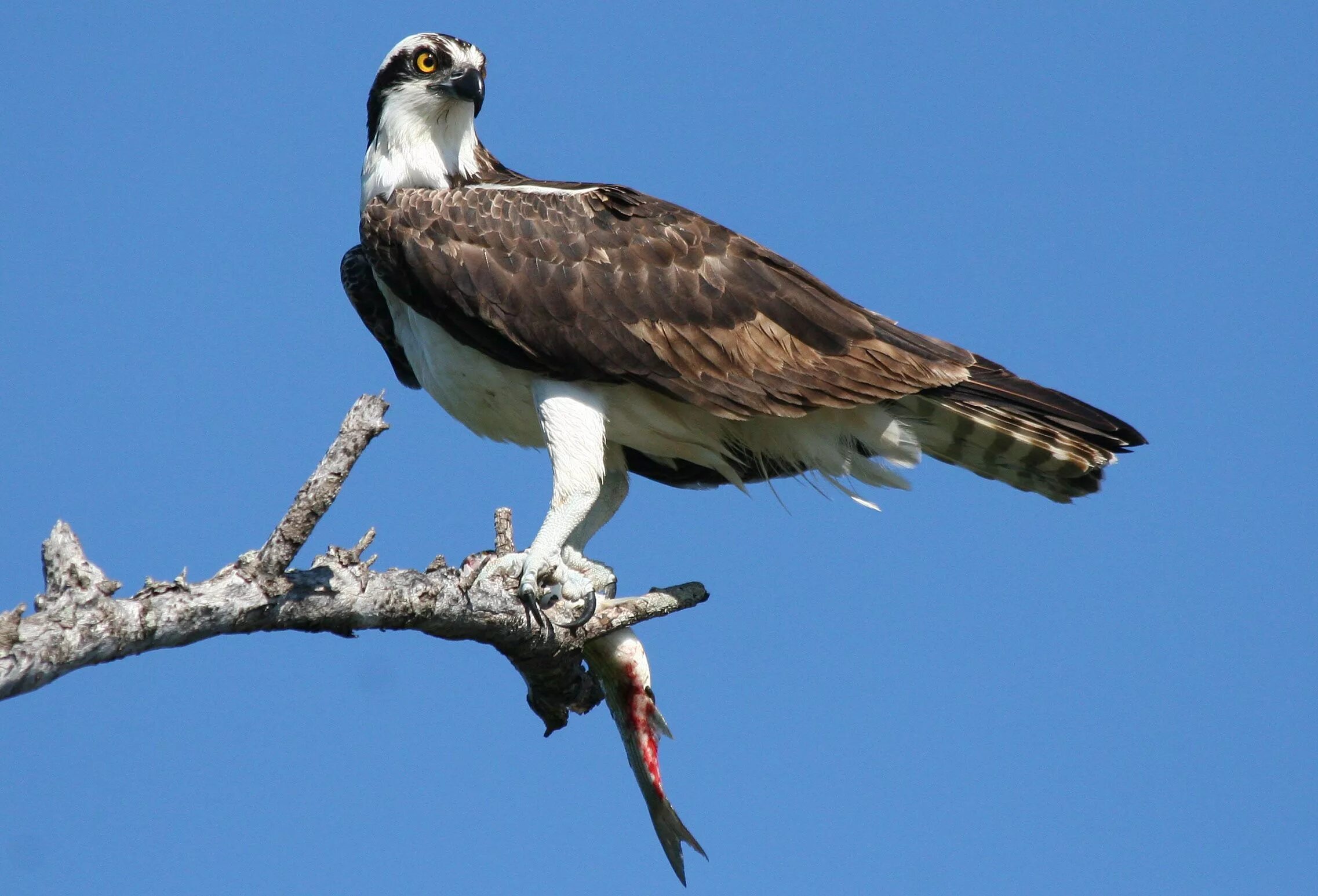 Кто поднимать птица. Скопа (pandion haliaetus). скопа – pandion haliaetus (linnaeus, 1758). хищная птица скопец. скопа (pandion haliaetus l.).