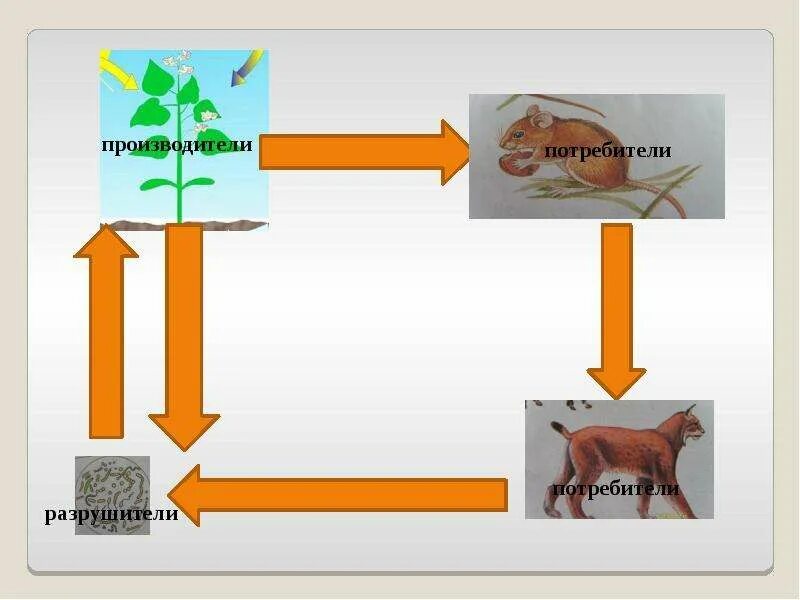 Круговорота веществ 3 класс. Производители потребители Разрушители. Модель производители потребители Разрушители. Производители потребители разлагатели. Потребители производители и Разрушители в природе.