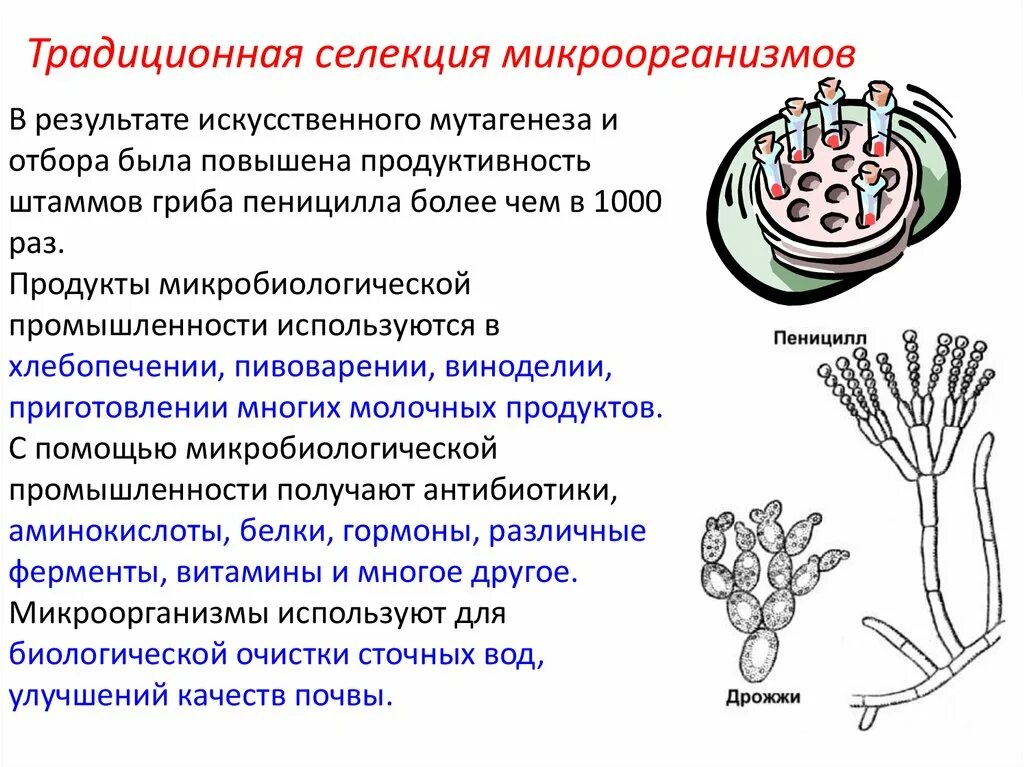 Искусственная биологическая система. Искусственный отбор растений. Искусственный отбор 10 класс биология. Схема создания бактериальных клеток способных синтезировать инсулин. Искусственный отбор шампиньона.