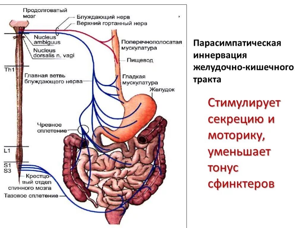 Нервный пищевод. Иннервация пищеварительной системы. Парасимпатическая иннервация желудочно-кишечного тракта. Сфинктеры пищеварительной системы схема. Сфинктеры желудочно-кишечного тракта.