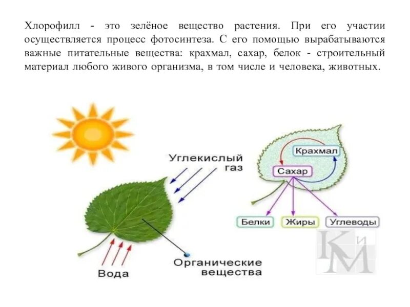 Для дыхания растений необходим кислород для фотосинтеза. Фотосинтез листа схема. Хлорофилл в процессе фотосинтеза. Хлорофилл в растениях. Образование органических веществ в листьях.