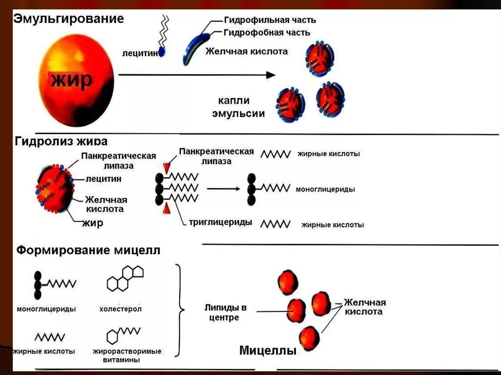 Ферменты эмульгирующий жиры. Эмульгация жиров желчными кислотами. Схема эмульгирования капли жира желчными кислотами. Механизм эмульгирования жиров. Механизм эмульгирования жиров желчью.