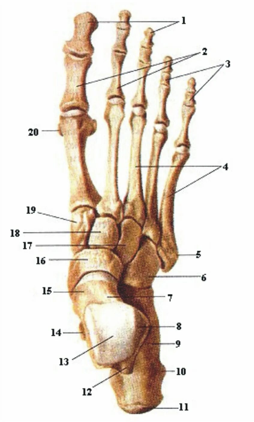 Фаланги стопы. Анатомия проксимальной фаланги стопы. Кости плюсны анатомия. Проксимальная фаланга пальца стопы анатомия. Основная фаланга 5 пальца стопы.