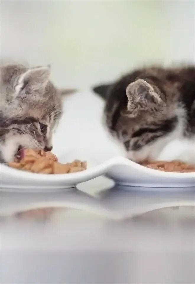 Прикорм котят с 1 месяца. Прикорм котят с 1 месяца. Прикорм для котят. Прикорм котят с 1 месяца. Подкармливание котят.