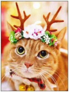 Кошка оленя