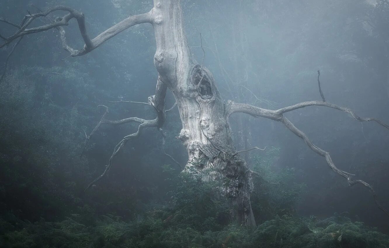 Ветвь туманного дерева. Ветки в тумане. Лес ветки туман. Вид веток в тумане. Ветки в тумане фото.