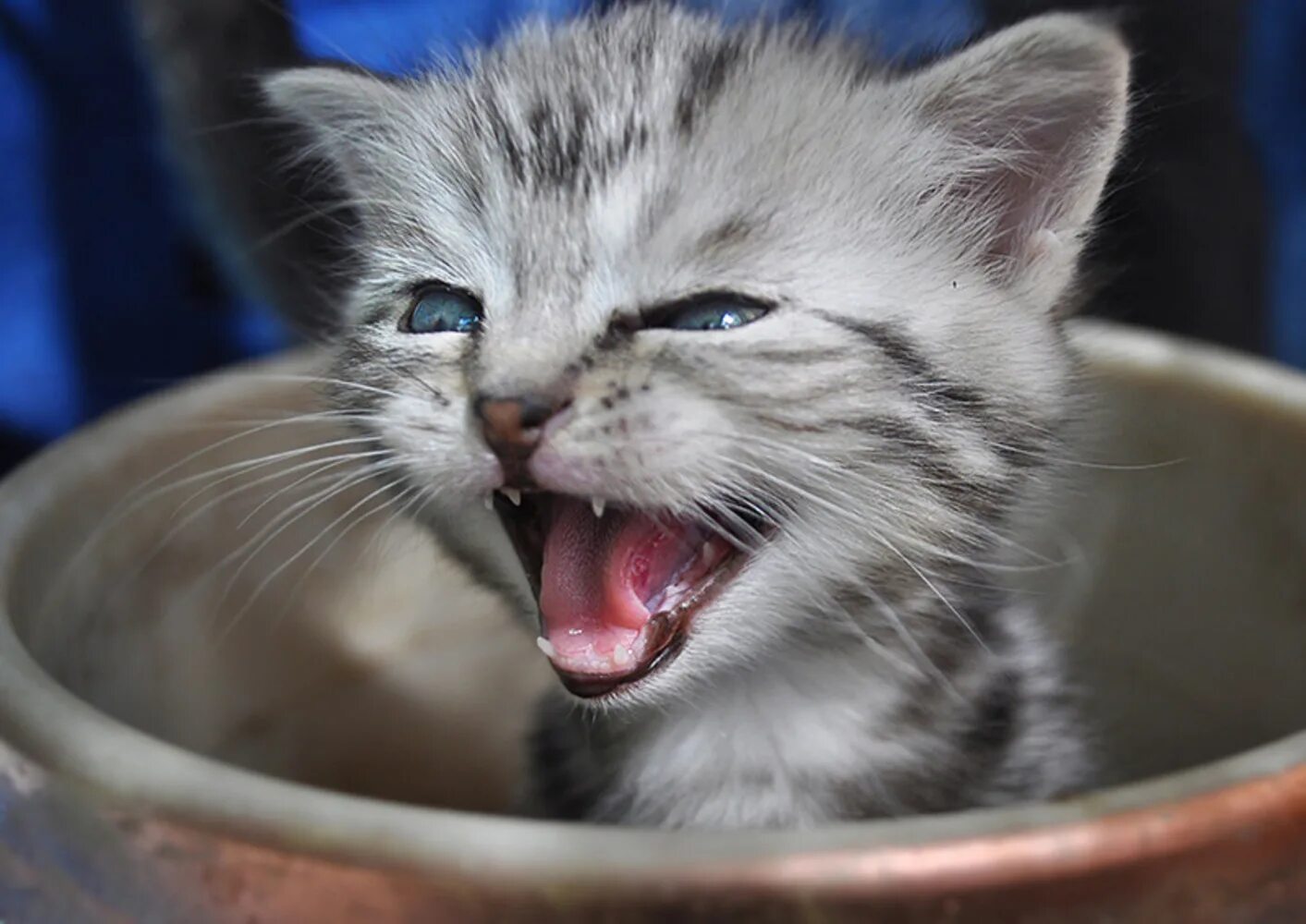 Кошка делает мяу. Мяу. котик мяу. мяцу. мяяу.