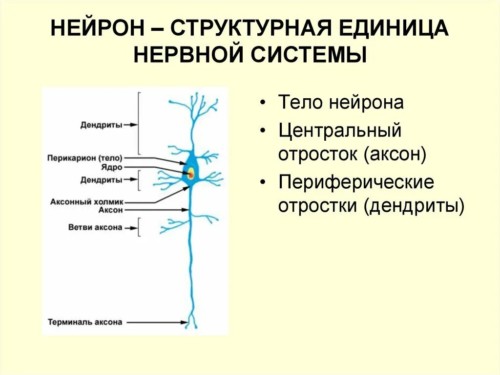 Нервная система строение нейрона. Нейрон Аксон дендрит. Нервная система Нейрон Аксон дендрит. Структурно-функциональной единицы нервной системы (нейрона).