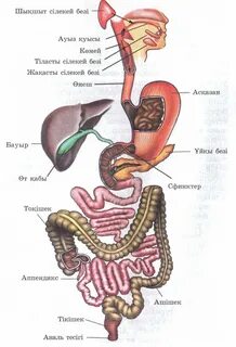 Украиндық секс
