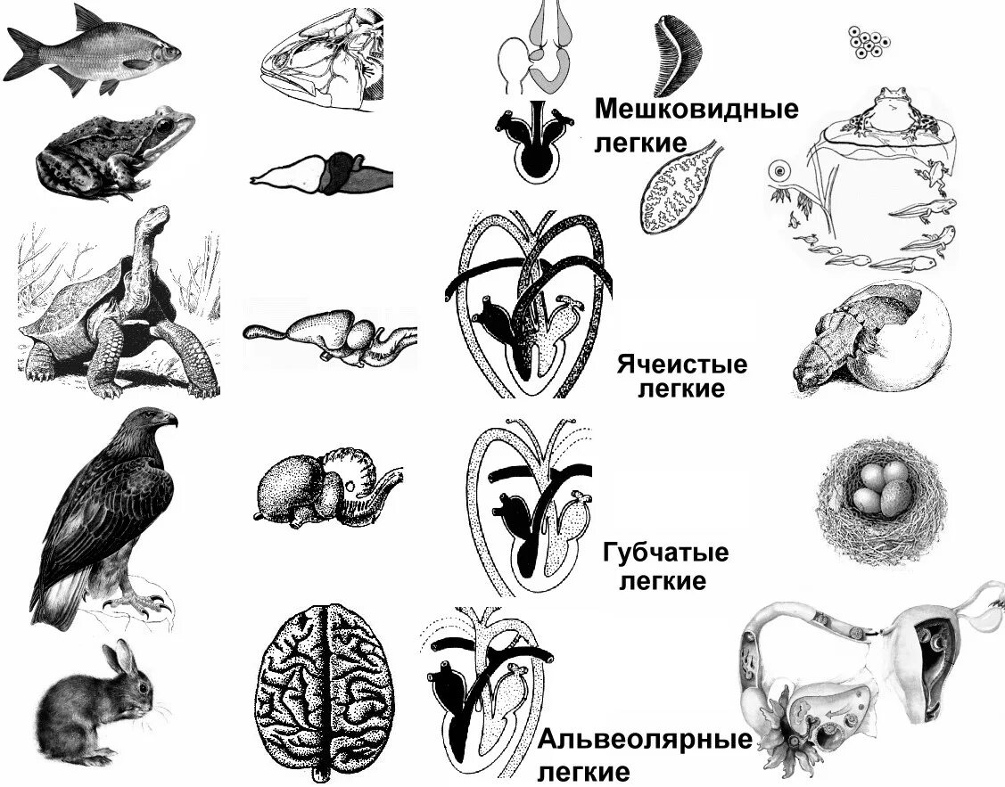 Последовательность появления ароморфозов в эволюции животных. Ароморфозы эволюции птиц. ароморфозы систем органов позвоночных таблица. эволюция дыхательной системы позвоночных животных схема. ароморфоз (понятие и примеры).
