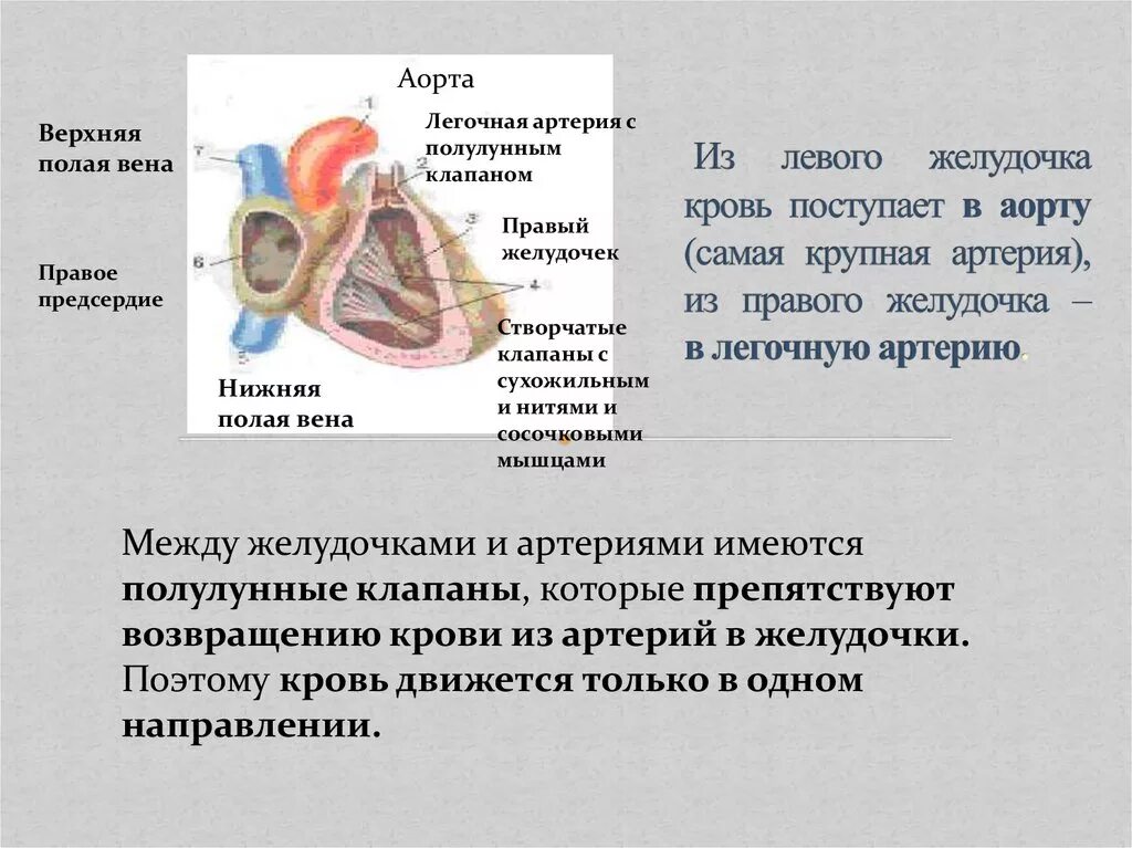 Какая кровь в левом желудочке сердца. Кровь в легочную артерию поступает из левого желудочка. Поступление крови в аорту. Из желудочка кровь поступает в аорту. Из правого желудочка кровь поступает в аорту.