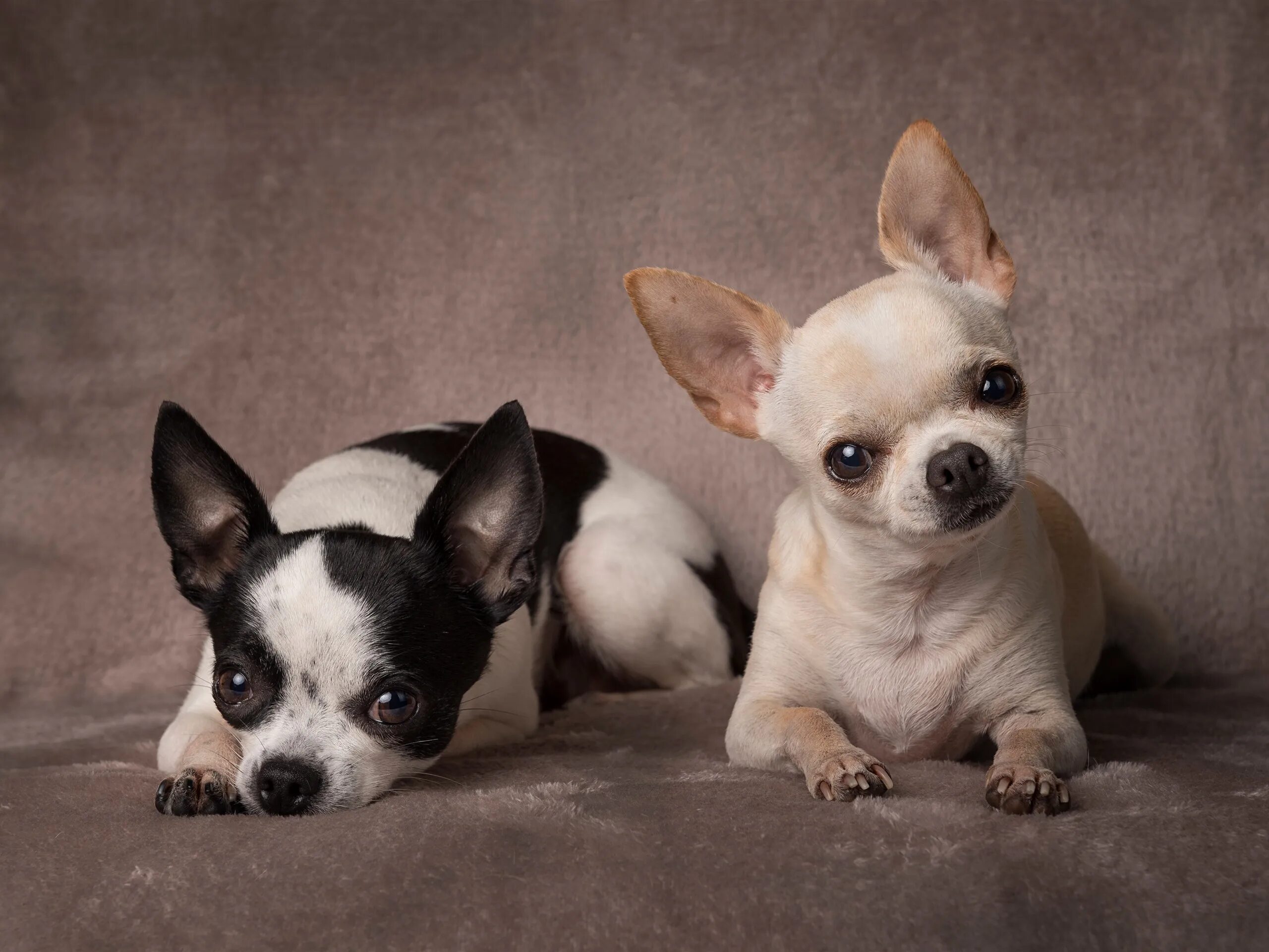 Щенки чихуахуа. Домашнюю собаку чихуахуа. Порода собак чихуахуа. Порода собак чихуахуа инфанта изабелла. Чихуахуа чивава.