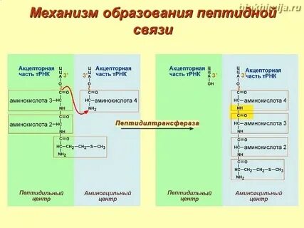 Образование комплексов аминокислот