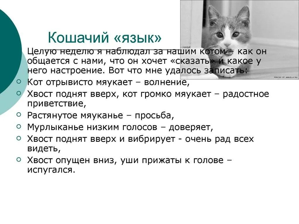 Как понять домашнюю кошку. Язык по кошачьи. язык общения кошек с человеком. язык котов учить. как понять кошачий язык.