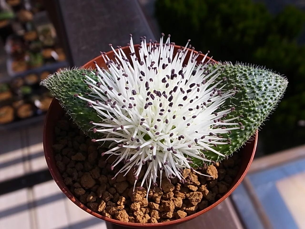 Unique plants. Massonia pygmaea. Uebelmannia pectinifera. Mammillaria pectinifera. Massonia echinata.