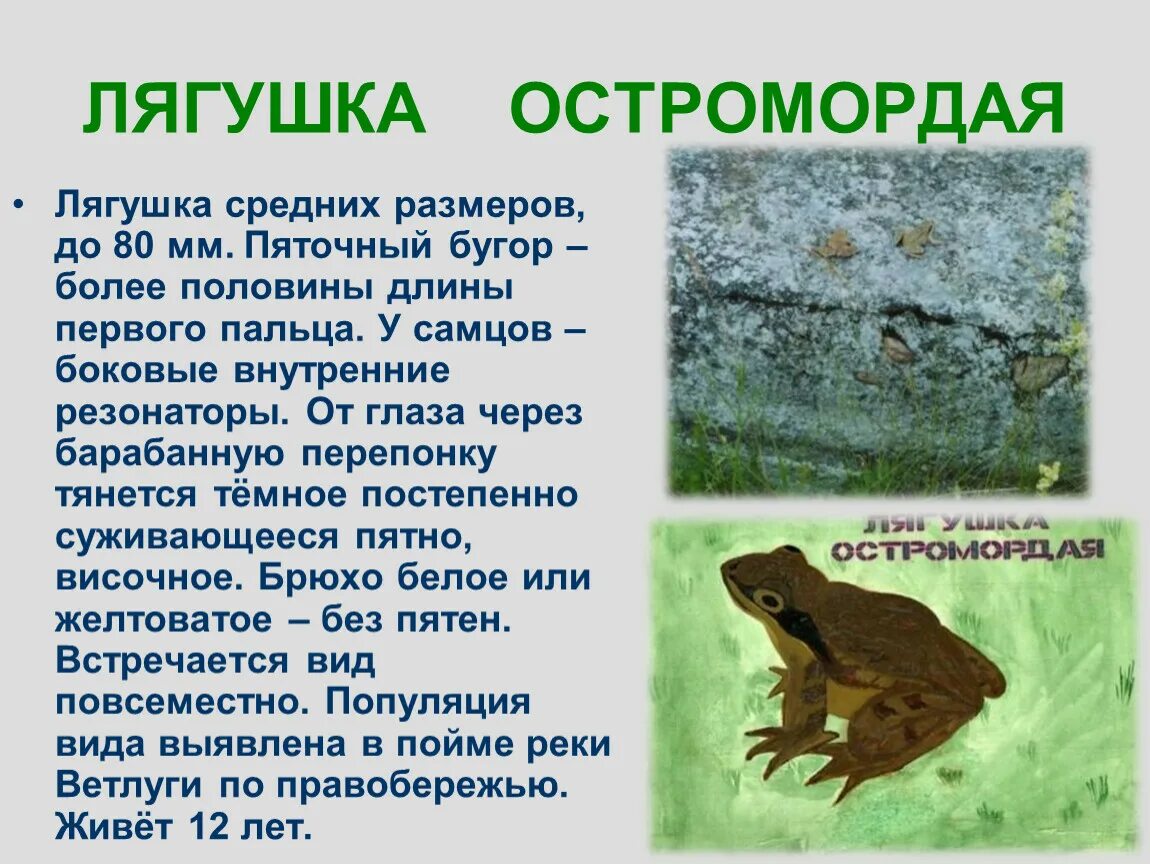 Остромордая лягушка и травяная лягушка отличия. Лягушка обыкновенная среда обитания. Серая жаба и остромордая лягушка. Лягушка остромордая краткое описание.