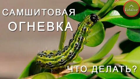 Самшит гусеница огневка