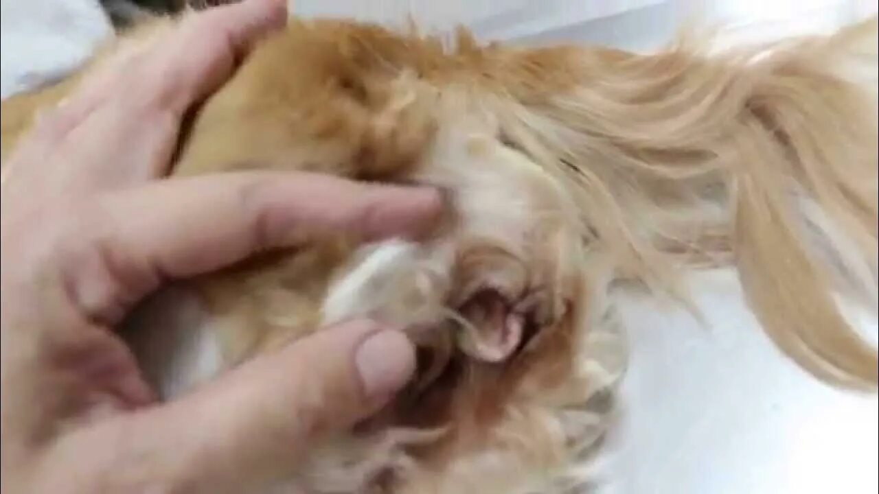 Течка у собак спаниелей