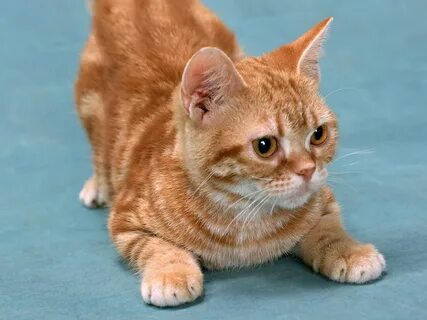 Sweet kittens