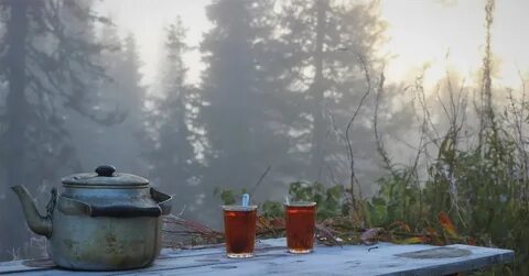 The forest кастрюля