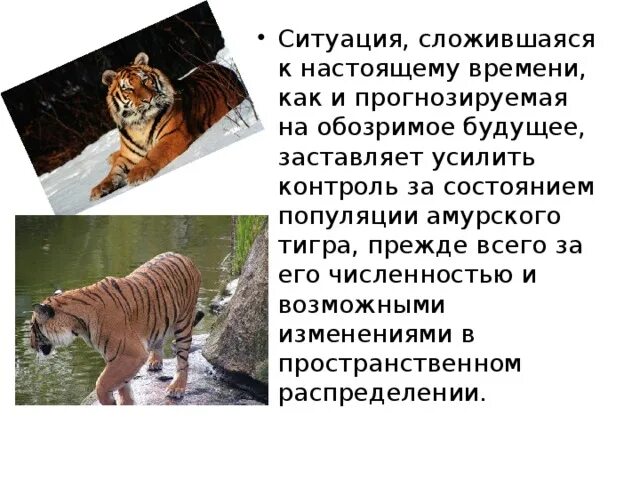 Необходимость сохранения популяции амурского тигра закреплена. Амурский тигр. Амурский тигр популяция. Состояние популяции Амурского тигра. Рост популяции Амурского тигра.