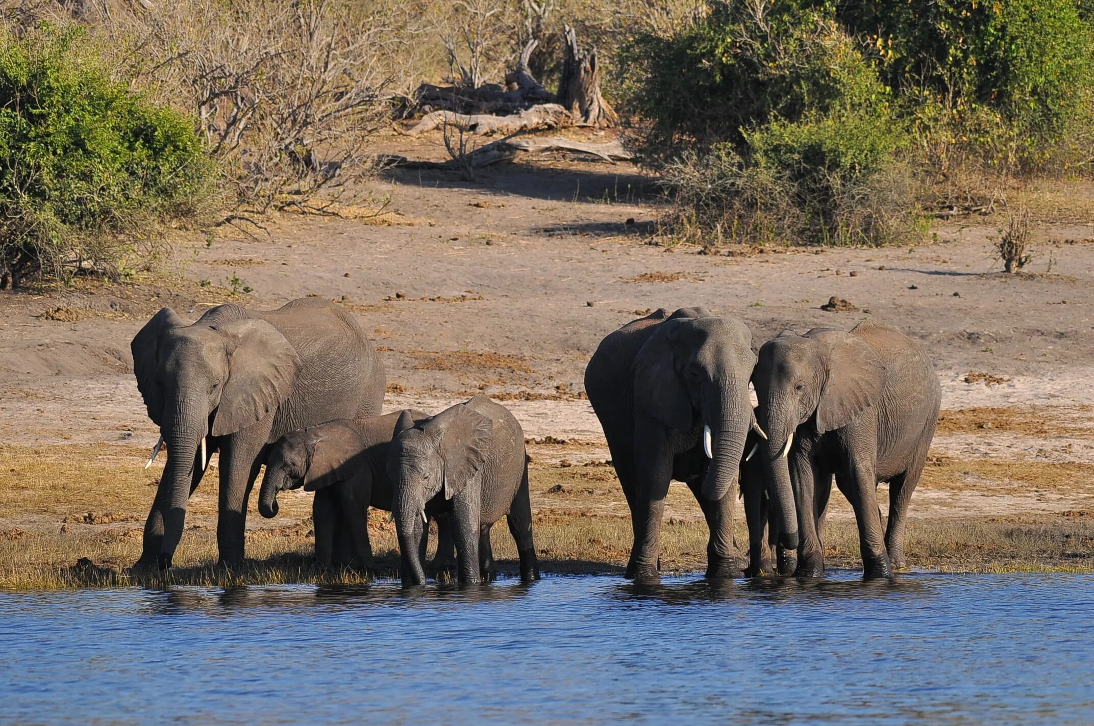 People and wildlife. Национальный парк Чобе в Африке. Botswana река Чобе. Ботсвана животный мир. Река Чобе животные.