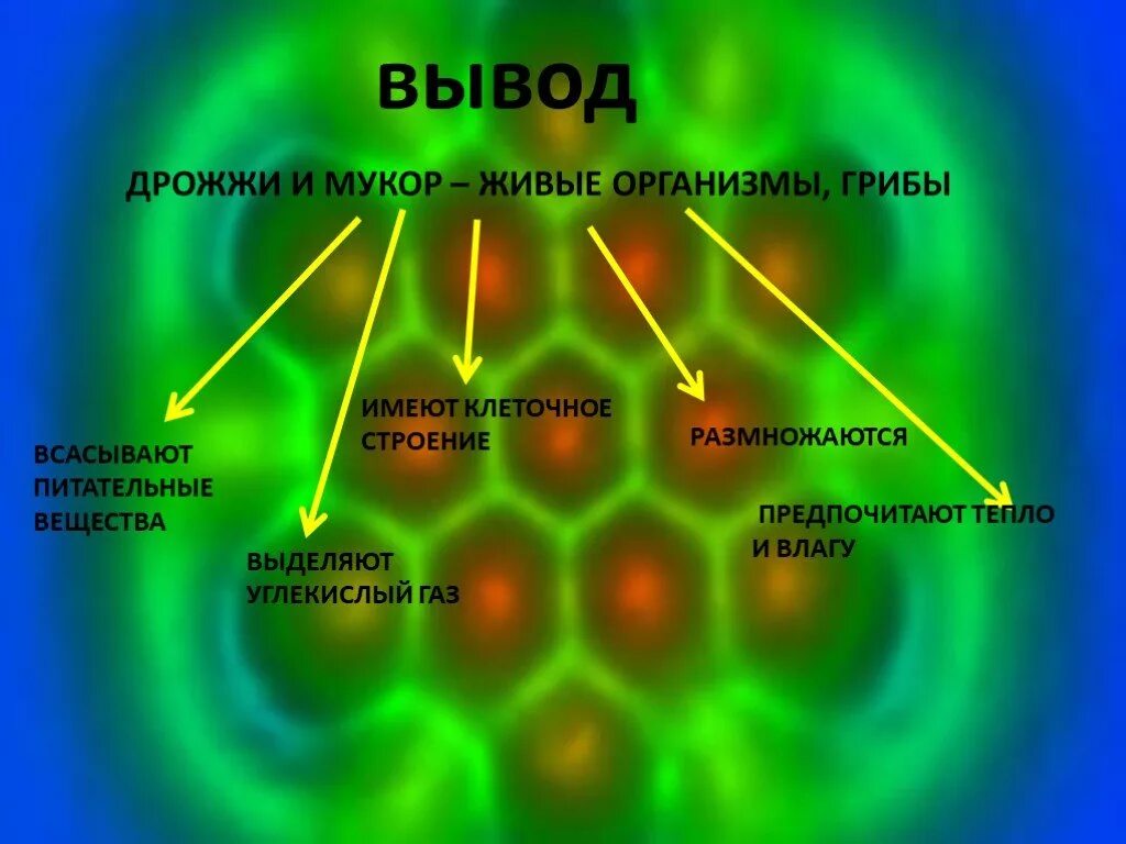 Дрожжи живые организмы. Вывод о строении мукора и дрожжей. Мукор и дрожжи вывод. Особенности строения мукора и дрожжей. Особенности строение мукора и дрожжей вывод.