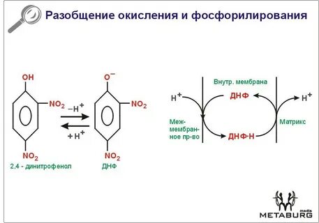 Окисление характерно для