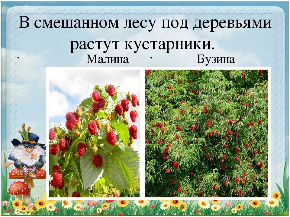 Растения смешанных лесов 4 класс окружающий мир. Кустарники смешанных лесов. кустарники смешанного леса. смешанный лес кустарники. кустарники в смешанных лесах.