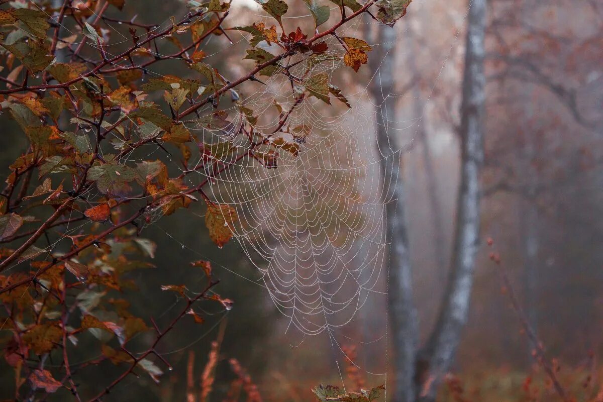 Лист на ветру. Осенний рассвет. Осень женщина грусть. Осень бабье лето. Как лето так бабье как холод.