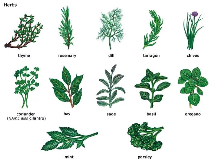 Травянистые растения. Травы и их названия. Травянистые растения для дошкольников. Нпзвпния травв.