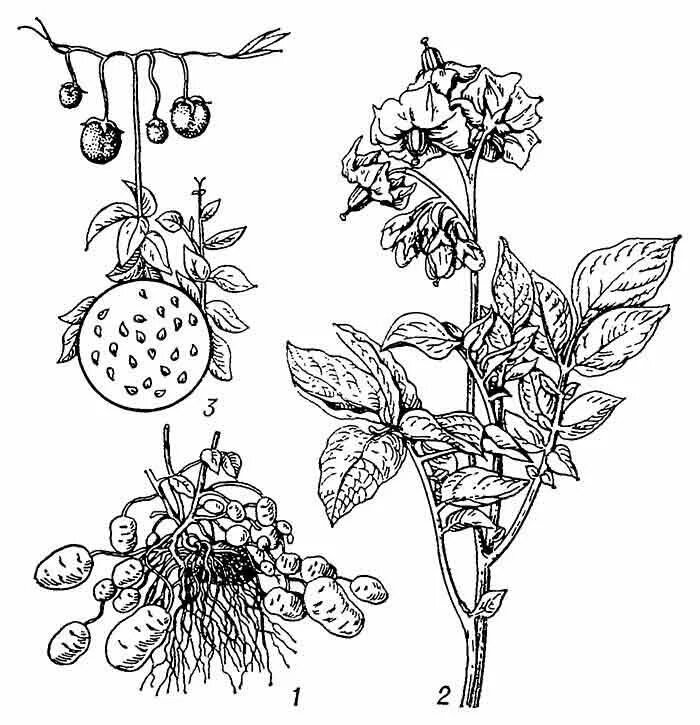 Паслен клубненосный гербарий. Картофель растение рисунок. Картофель растение рисунок. Паслен клубненосный цветок. Картофель растение рисунок.
