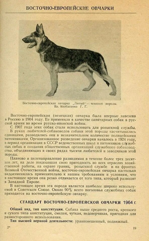 Как определить овчарку