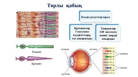 Украиналық порно көру
