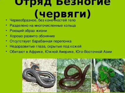 Безногий спайдер