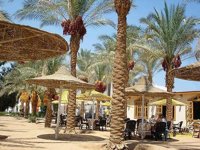 Seti sharm resort 4 хадаба. Египет шарм-эль-шейх дессоле сети шарм. египет шарм-эль-шейх отель сети шарм 4*. fun sun smart seti sharm 4 египет шарм-эль-шейх. seti sharm palm beach resort 4.
