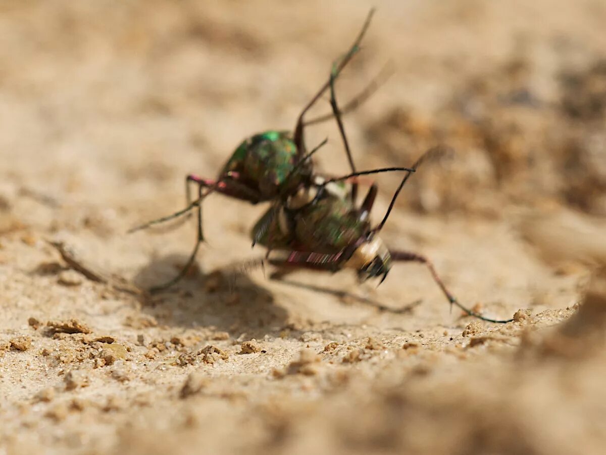 Скакун полевой Cicindela Campestris. Скакун полевой. Жук скакун полевой зеленый. Жук зеленый скакун.